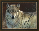 Uninterrupted Stare: Gray Wolf Affiches par Joni Johnson-godsy