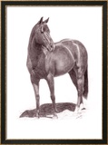 Calypso Pony Innrammet Giclee-trykk av Lorrie Beck