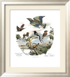Asian Birds Arte por Edouard Travies Asian Birds Arte por Edouard Travies