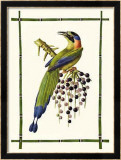 Rain Forest Toucan II Prints by Jean-Theodore Descourtiz