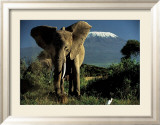Kenyan Elephant Affiches par Jean-Michel Labat