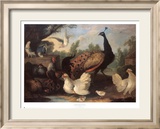 Corral con gallinas Láminas por Melchior d'Hondecoeter Corral con gallinas Láminas por Melchior d'Hondecoeter