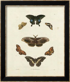 Butterflies III Art by George Wolfgang Knorr