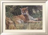 Last Sanctuary- Florida Panther (detail) Posters by Seerey & Lester 