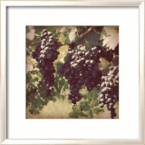 Vintage Grape Vines III Posters par Jason Johnson
