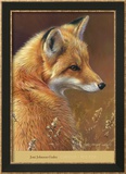 Curious: Red Fox Poster by Joni Johnson-godsy