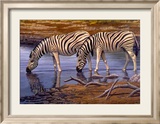 Zebras Drinking Posters by Clive Kay