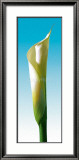 Turquoise Callas Trilogy I Láminas por Inka Vogel Turquoise Callas Trilogy I Láminas por Inka Vogel