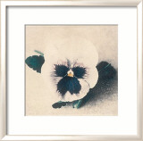 Pansy Print by John Faulkner