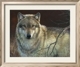 Uninterrupted Stare: Gray Wolf Affiches par Joni Johnson-godsy