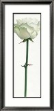 Little White Rose Poster by Stephanie Andrew