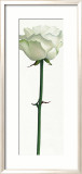 Little White Rose Posters by Stephanie Andrew