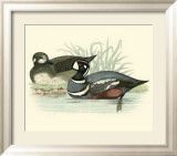 Morris Ducks IV Affiches par Reverend Francis O. Morris