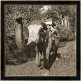 Man Riding Elephant Láminas por Nelson Figueredo