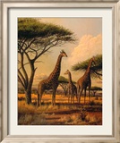 Giraffe Family Posters by Clive Kay