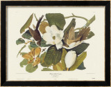 Coulicou à bec noir Posters par John James Audubon
