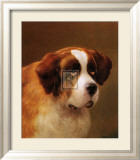 Head of a St. Bernard Pósters por P. Magee Head of a St. Bernard Pósters por P. Magee