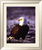 Aigle à tête blanche Affiches par John Pezzenti Jr