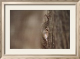 Loup gris Affiches par Jim Brandenburg