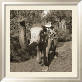 Man Riding Elephant Affiches par Nelson Figueredo