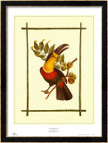Rain Forest Toucan I Poster by Jean-Theodore Descourtiz
