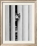 Chat Curieux Affiches par Edward Golbin