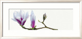 Magnolia Solitaire Posters by Stephanie Andrew