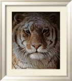 Tiger Portrait Poster av Robert Bateman Tiger Portrait Poster av Robert Bateman