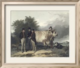 Four Men With A Bull Reproduction encadrée édition limitée par Richard Ansdell