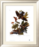 Engoulevent Posters par John James Audubon