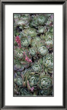 Ice Plant Clovers Pósters por Rachel Perry