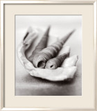 Simplicity: Shells - Poster Simplicity: Shells - Poster