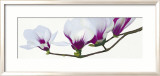 Magnolia Art by Stephanie Andrew