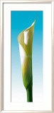 Turquoise Callas Trilogy I Arte por Inka Vogel Turquoise Callas Trilogy I Arte por Inka Vogel