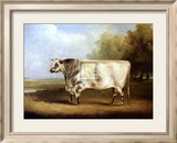 Taureau de concours Affiche par William Davis