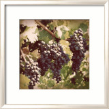 Vintage Grape Vines I Posters par Jason Johnson