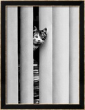 Chat Curieux Affiches par Edward Golbin