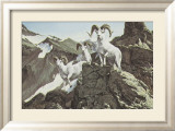 Dall Sheep Kunstdrucke von Ron Van Gilder