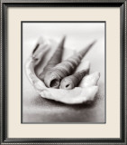 Simplicity: Shells - Poster Simplicity: Shells - Poster