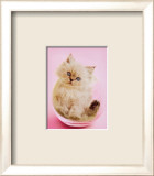 Chaton dans un bocal, « Purrfect Fit » Posters par Rachael Hale