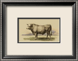 Antique Cow I Posters av Julian Bien Antique Cow I Posters av Julian Bien