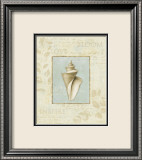 Soothing Words Shells III Prints by Lisa Audit