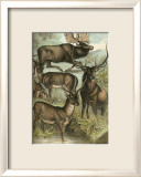 Deer and Elk Posters by Henry J. Johnson