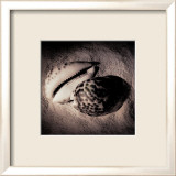 Cowrie Posters by Laurel Wade