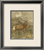 Small Red Deer Láminas por Friedrich Specht Small Red Deer Láminas por Friedrich Specht