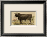 Antique Cow V Plakater av Julian Bien Antique Cow V Plakater av Julian Bien