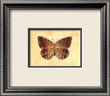 Butterfly I Poster av Steve Butler Butterfly I Poster av Steve Butler