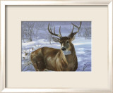 Through My Window: Whitetail Deer Poster by Joni Johnson-godsy