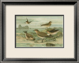 Shore Gathering V Prints by Franz Eugen Kohler
