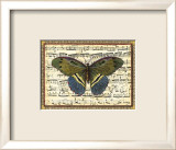 Butterfly Harmony II Posters
